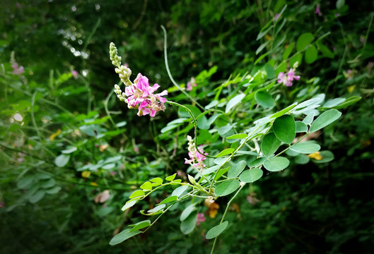 木蓝