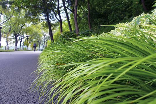 路边绿草