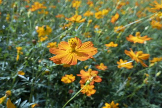 格桑花