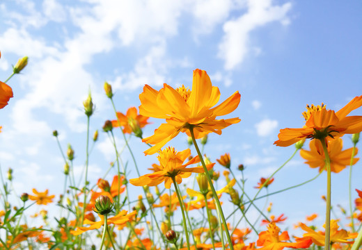 格桑花