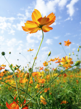 格桑花