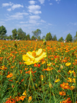 格桑花