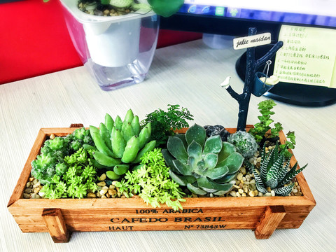 办公桌小盆栽