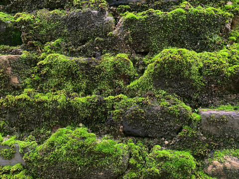 老城墙上的苔藓