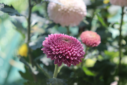 自家阳台上的菊花