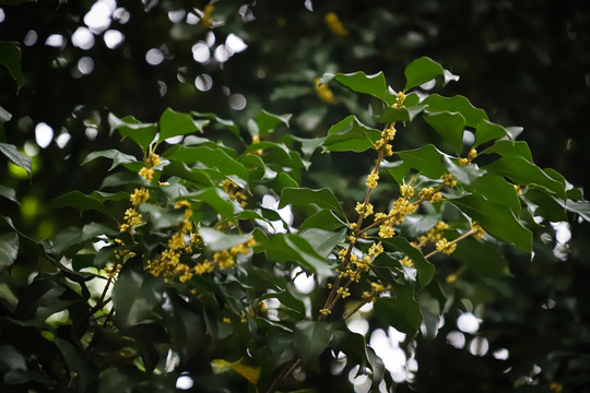 桂花