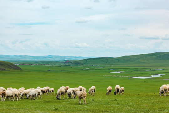 草原河流羊群