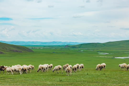 草原夏季羊群河流