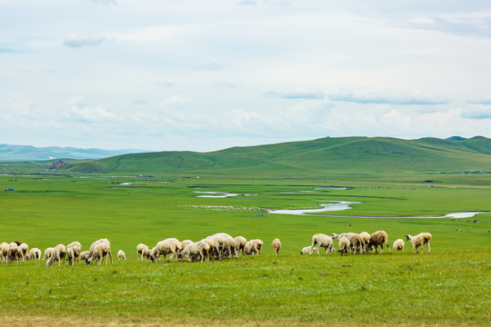 羊群河流夏季草原