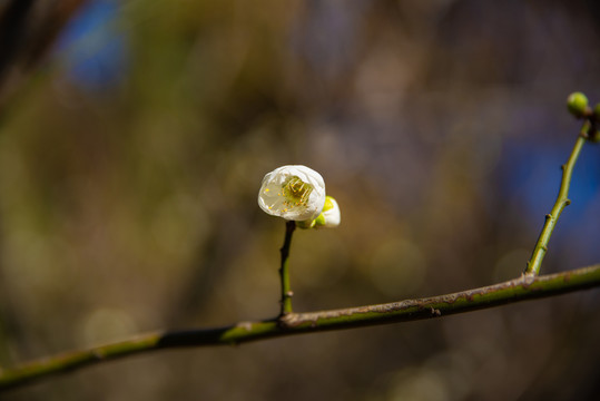 梅花