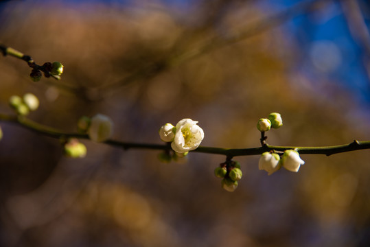 梅花