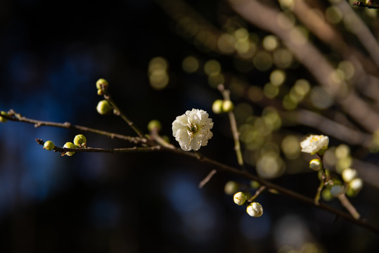 梅花