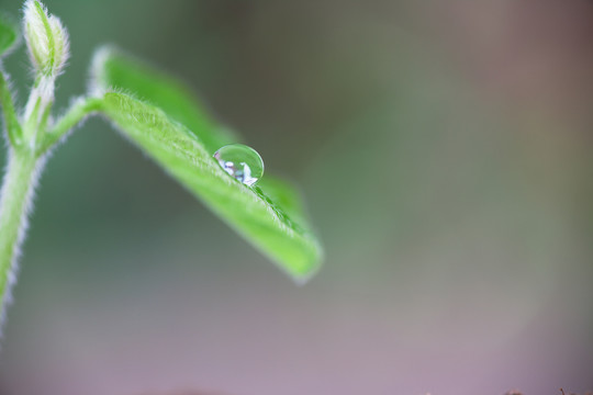 春天的绿叶上晶莹的水滴特写