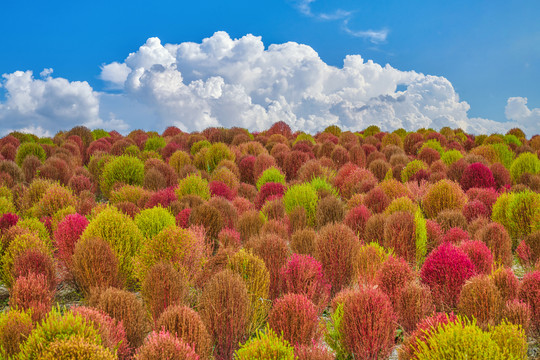 地肤草花海