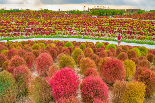 地肤草花海