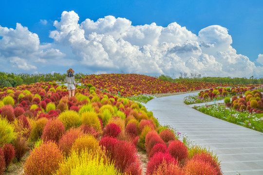 地肤草花海