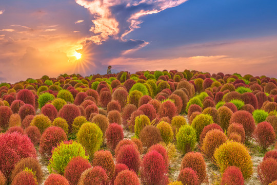 地肤草花海