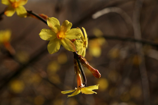迎春花