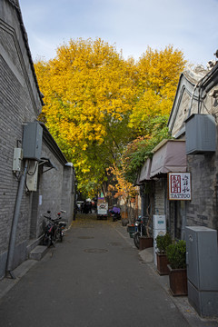 北京胡同秋景