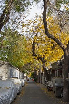 北京胡同秋景