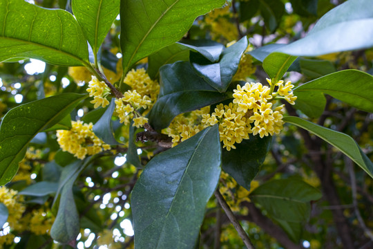 桂花