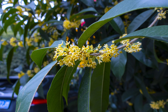 桂花