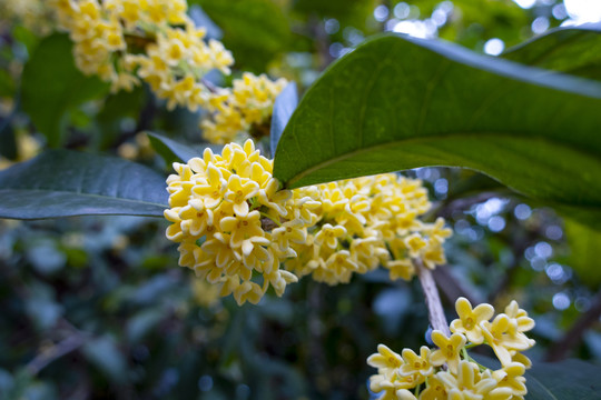 桂花