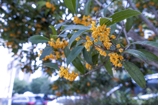 桂花