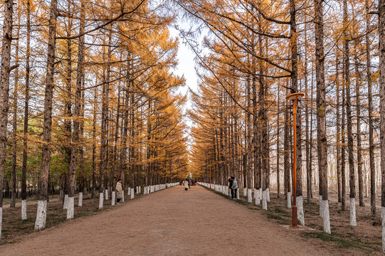 中国长春百木园秋季风景