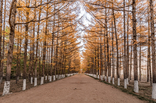 中国长春百木园秋季风景