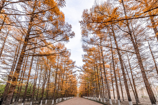 中国长春百木园秋季风景