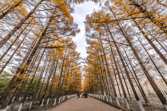 中国长春百木园秋季风景