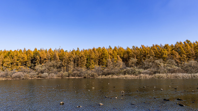 长春净月潭国家森林公园秋季风景