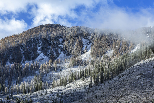 高原雪山森林下雪风光