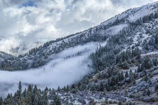 高原森林下雪风光