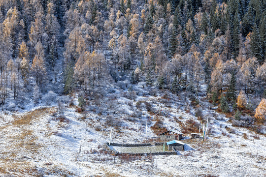 秋冬季节雪后的山林