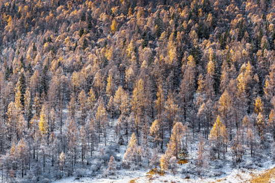 秋冬季节雪后的山林