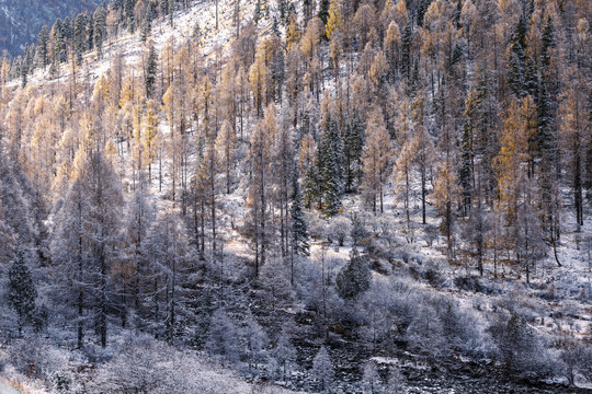 秋冬季节雪后的山林