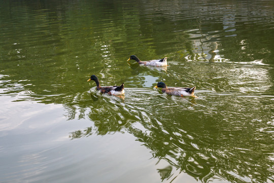 湖中的鸭子