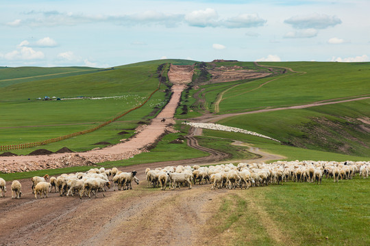 草原羊群生态破坏