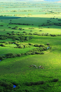 绿色牧场牛群风景
