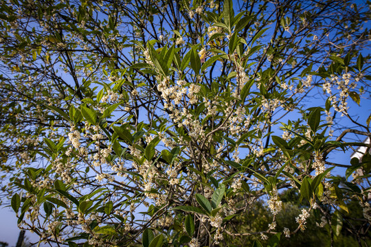 桂花树