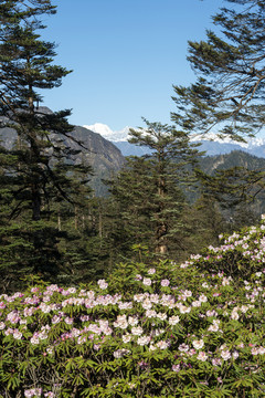 高山杜鹃