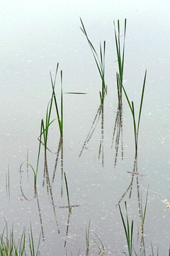 水中植物