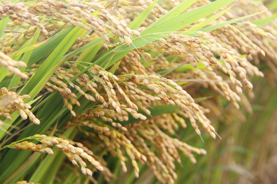 收获稻米