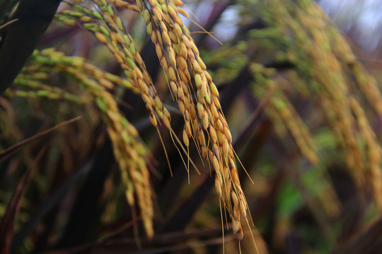 长稻穗稻米