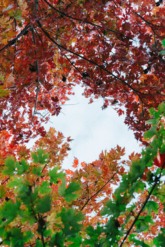 秋天的树叶红了