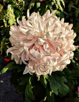 菊花