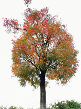 秋天的一棵树