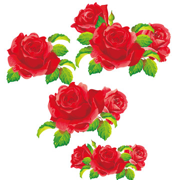 玫瑰花